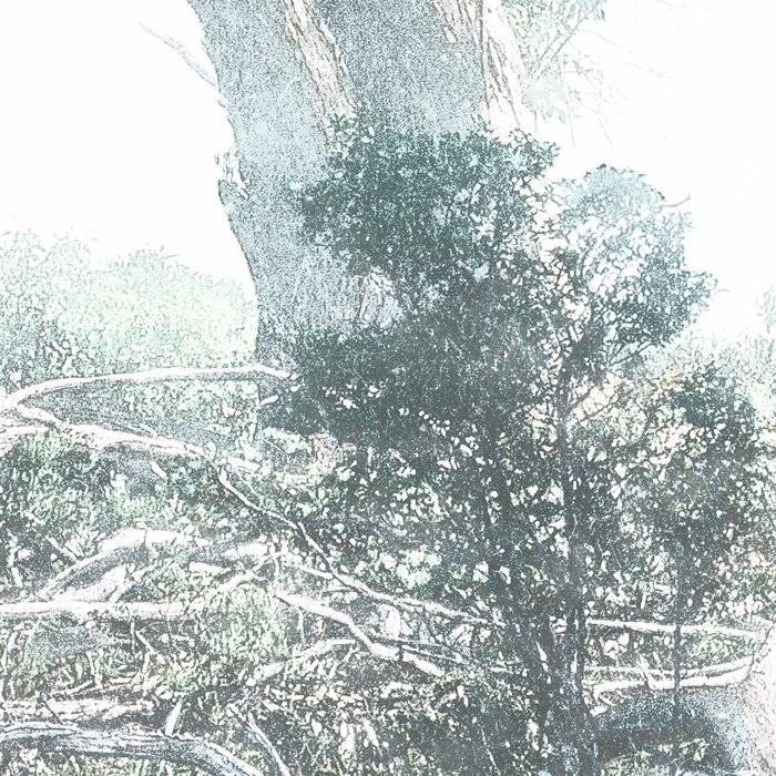 Magic Trees