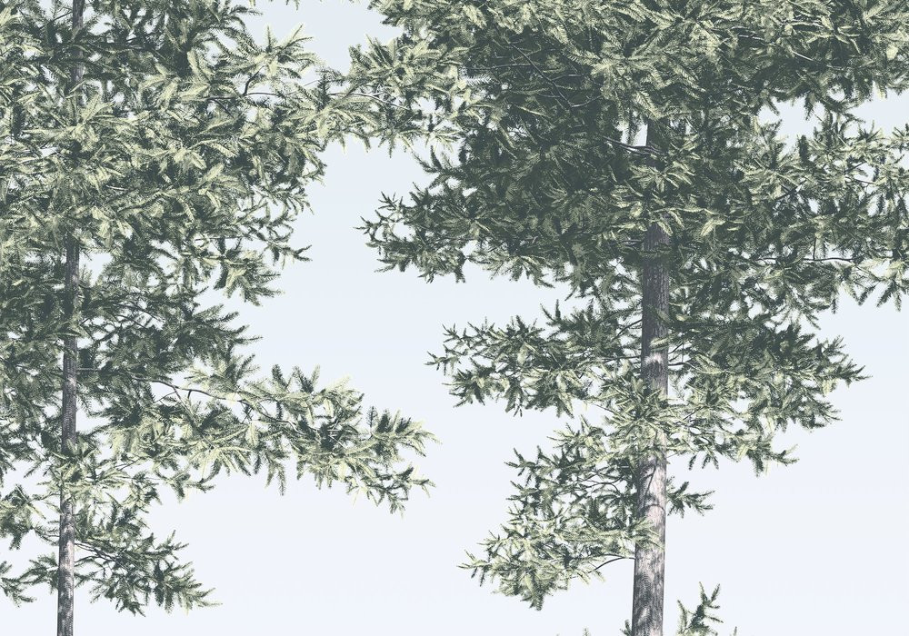 Pines