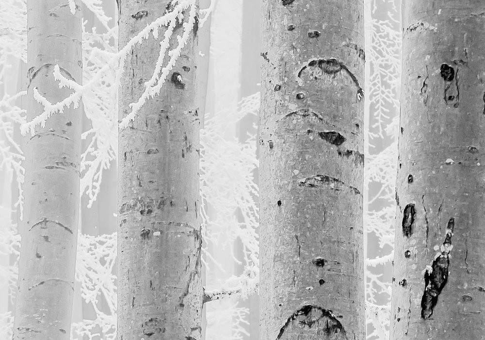Winter Wood