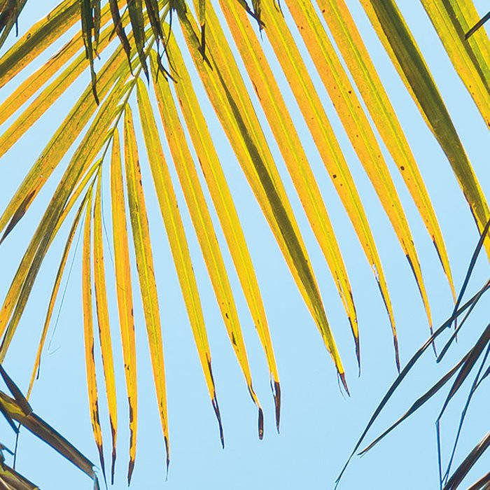 Under The Palmtree