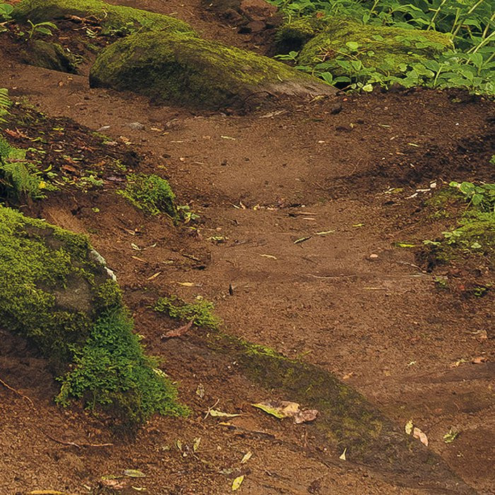 The Path