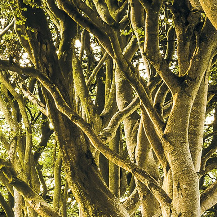 Golden Hedges