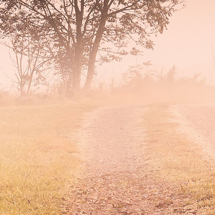 Misty Morning