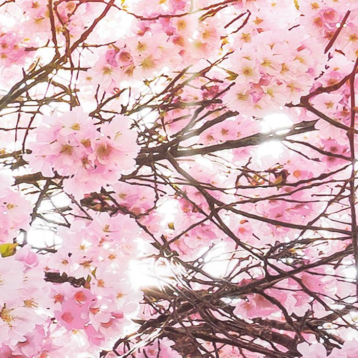 Bloom