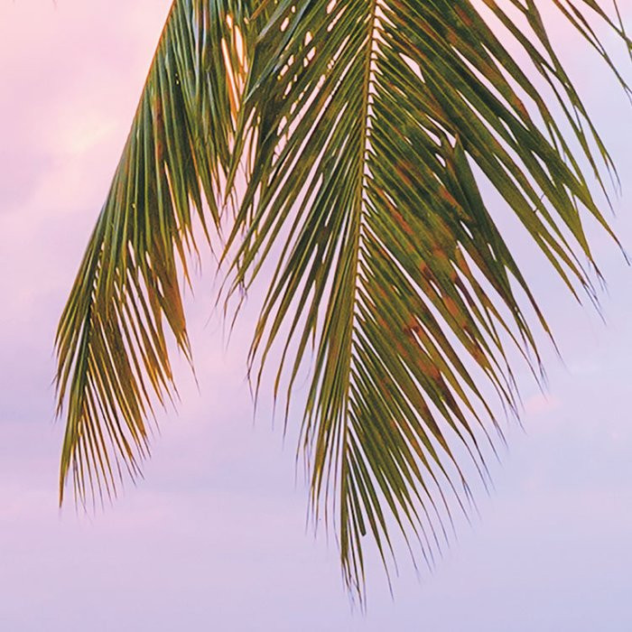 Paradise Morning