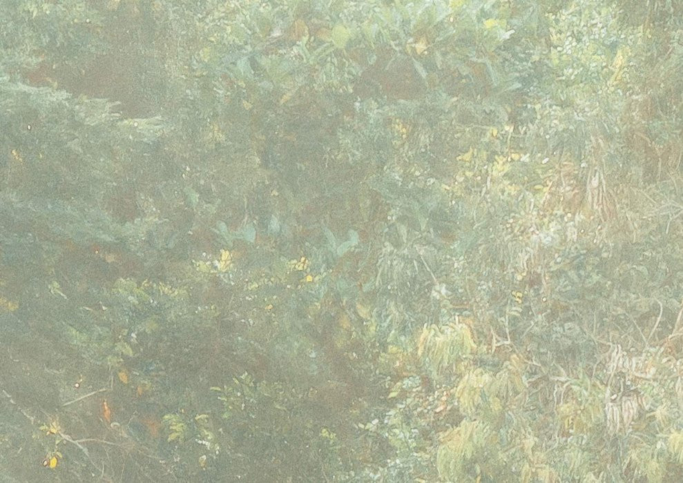 Madagascar Jungle