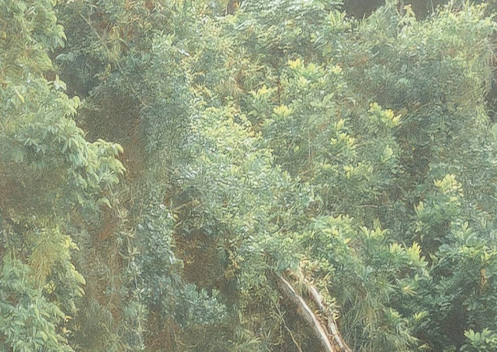 Madagascar Jungle