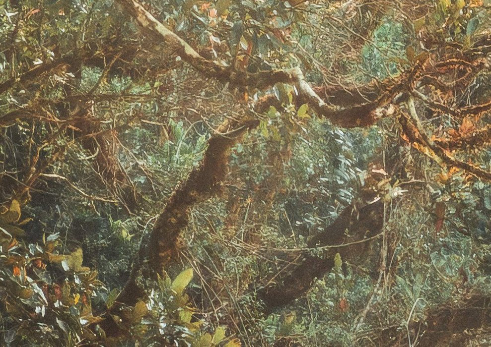 Madagascar Jungle