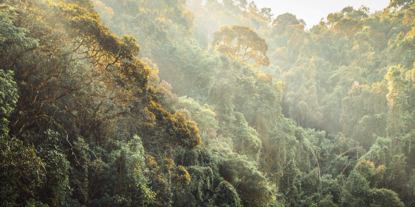 Madagascar Jungle