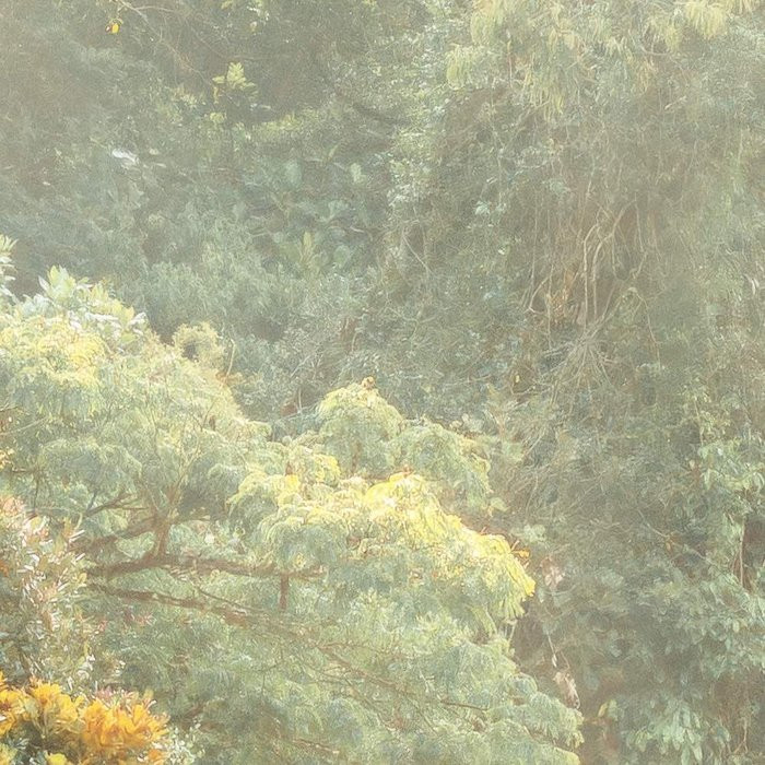 Madagascar Jungle