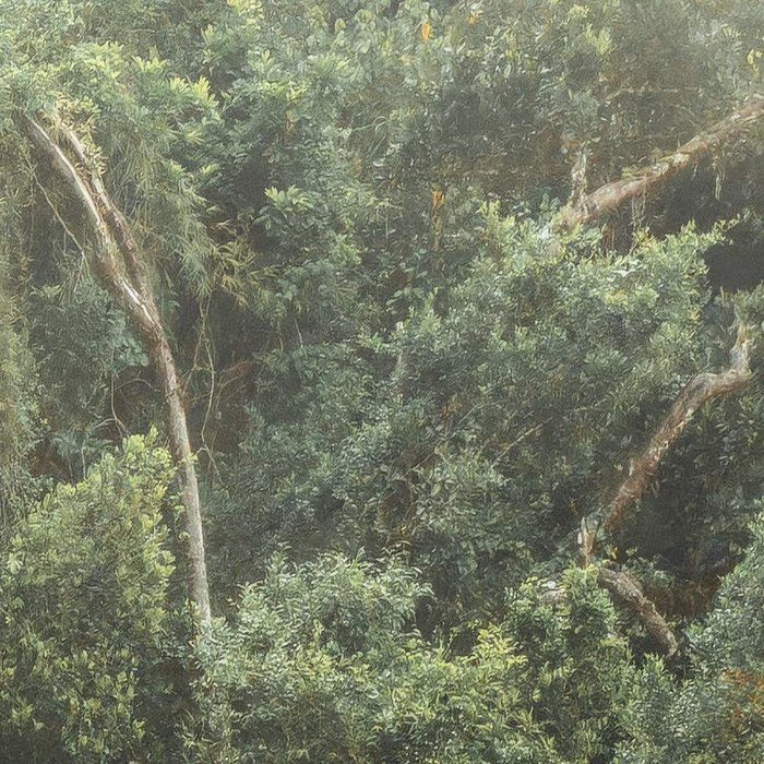 Madagascar Jungle