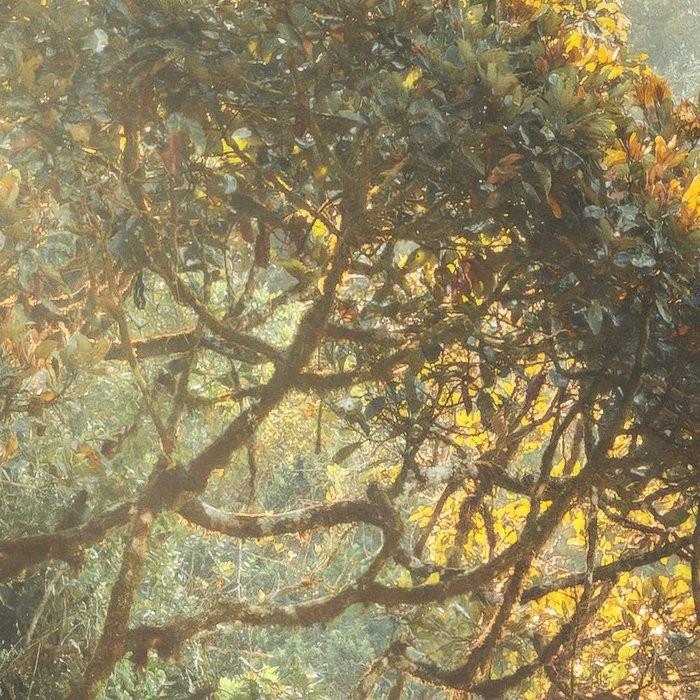 Madagascar Jungle