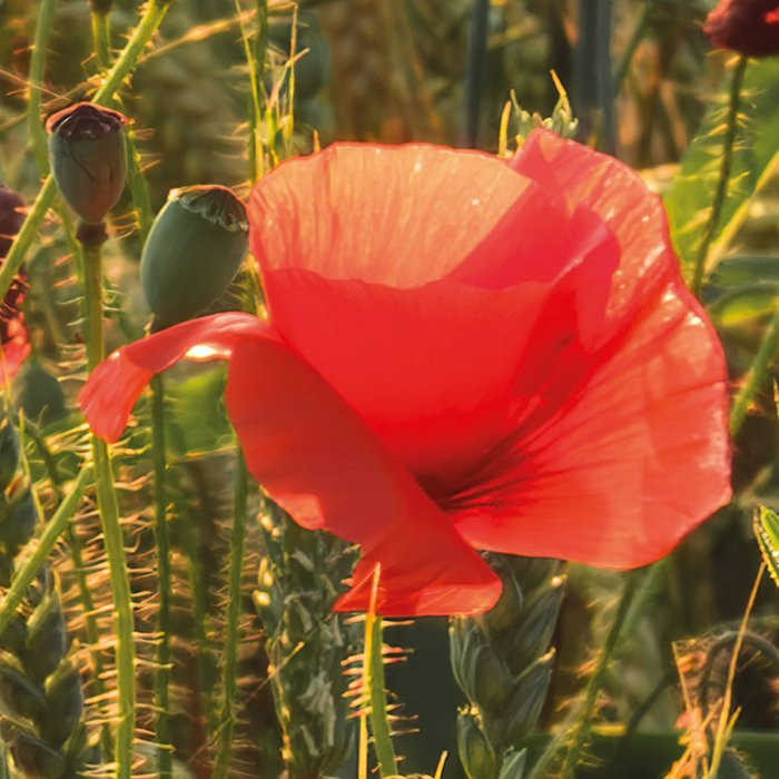 Poppy World I