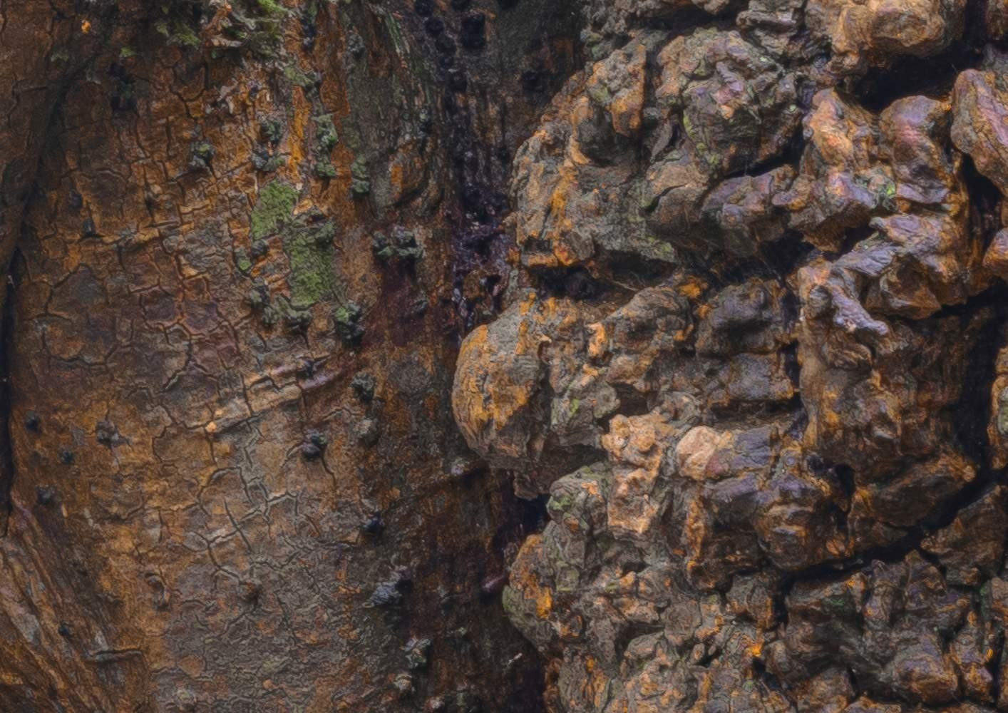 African Wall XIII