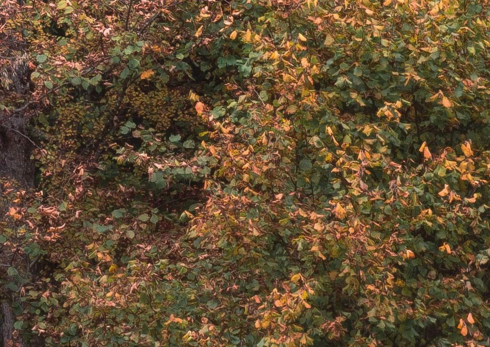 Autumn Cabin