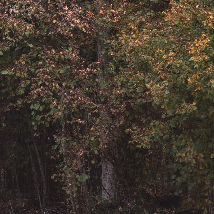 Autumn Cabin