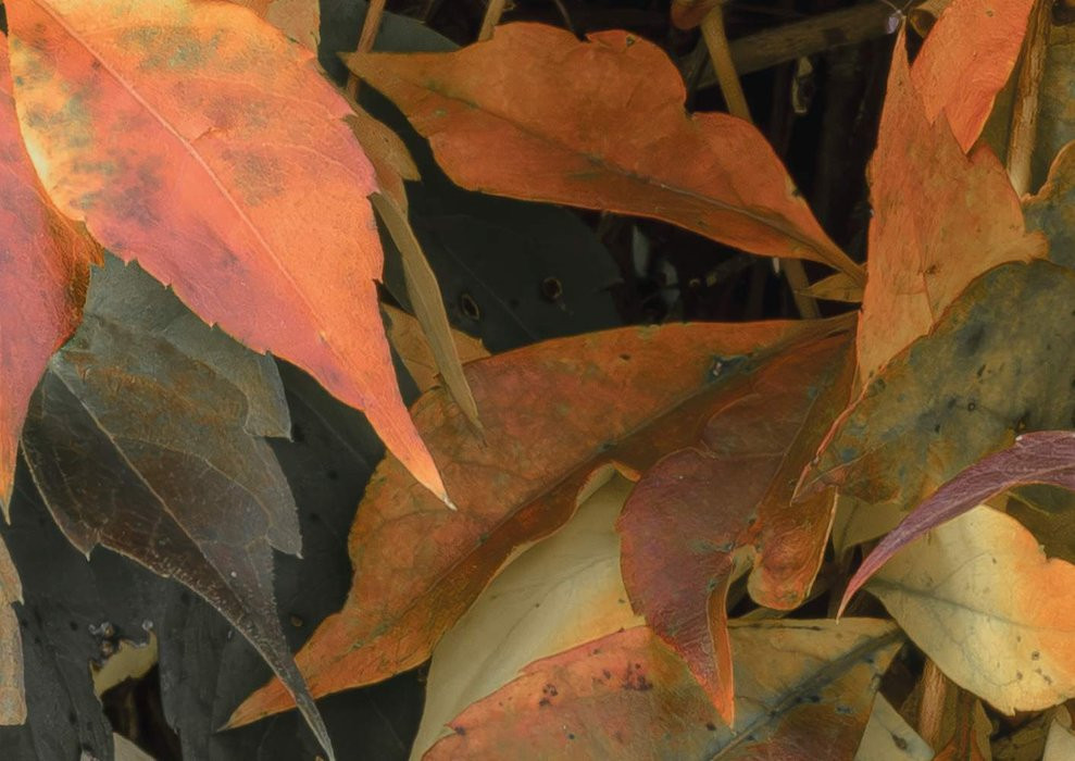 Autumn Foliage II