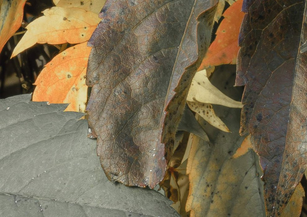 Autumn Foliage II