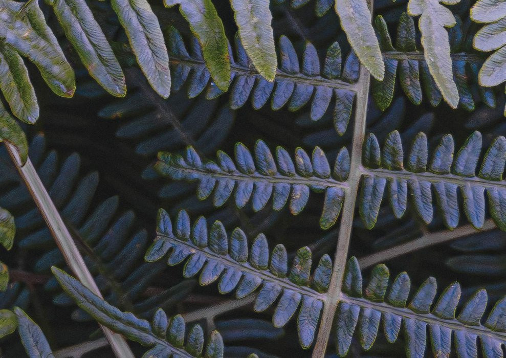 Fern Canopy II