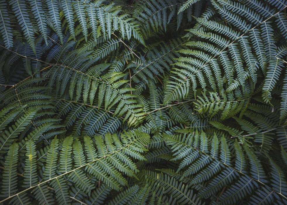 Fern Canopy