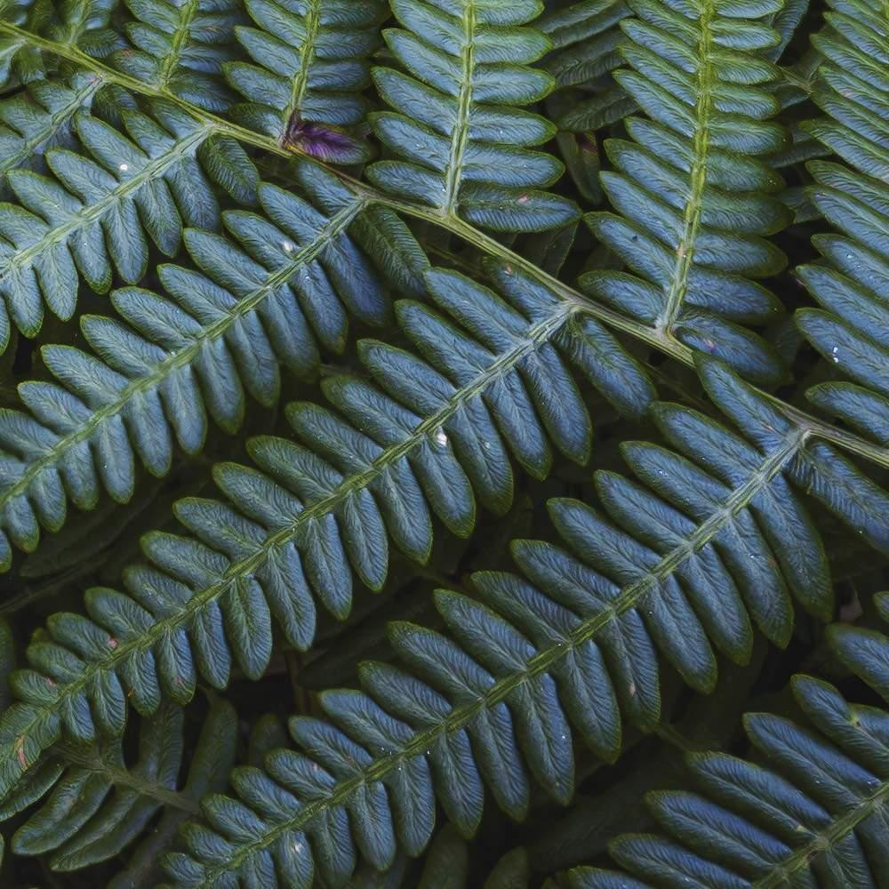 Fern Canopy