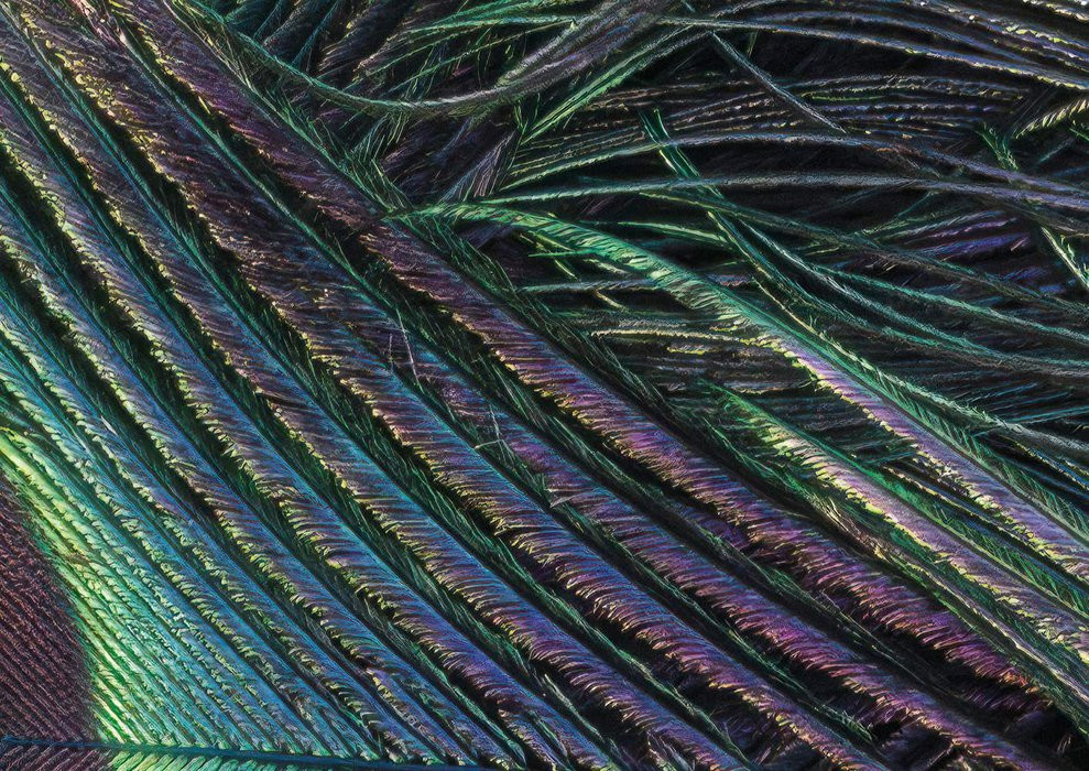 Plumage Detail