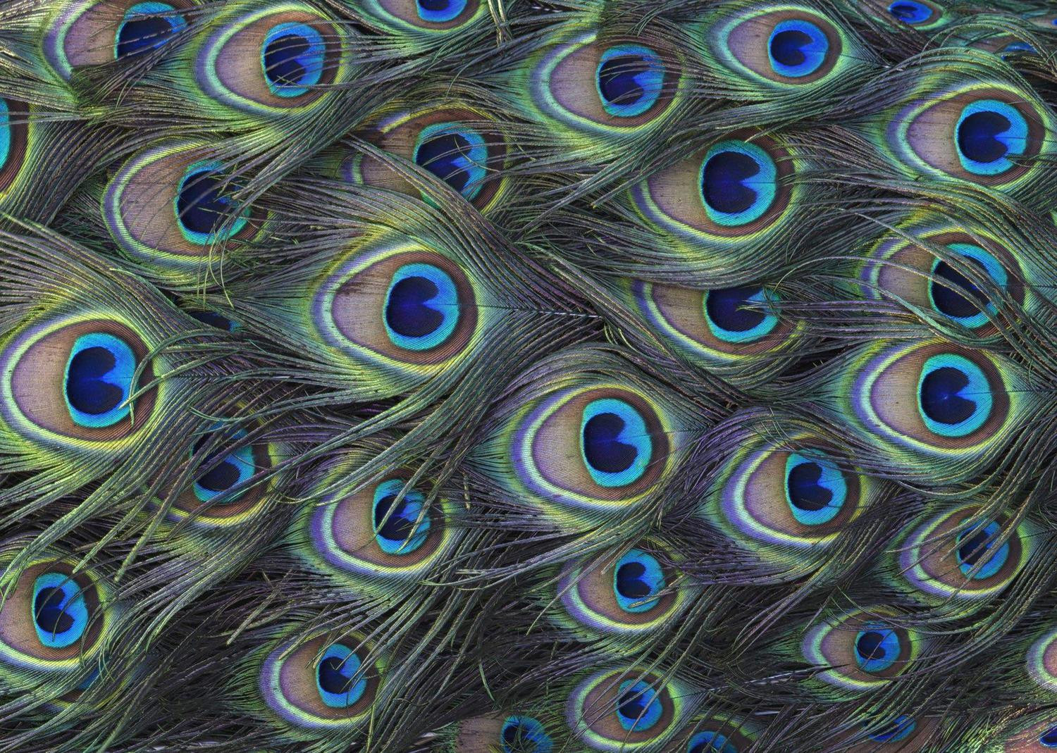 Plumage Detail
