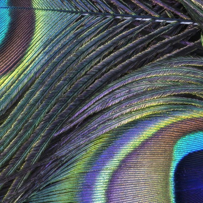 Plumage Detail