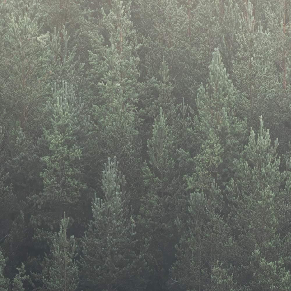 Scandi Wall