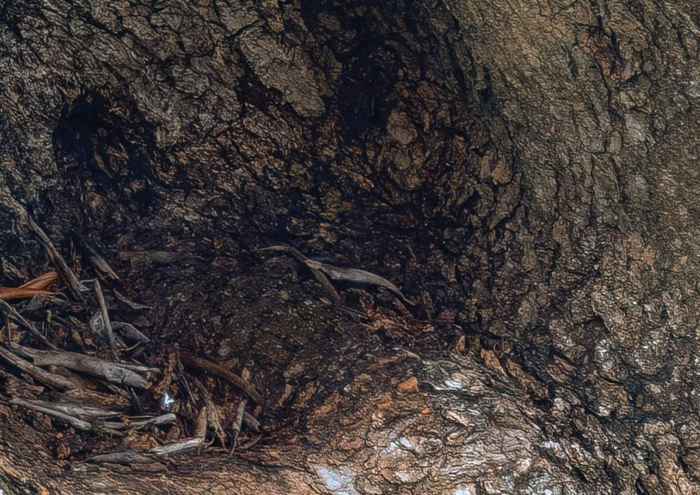 Swirly Bark