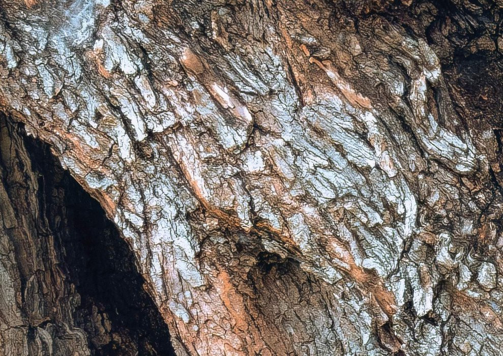 Swirly Bark