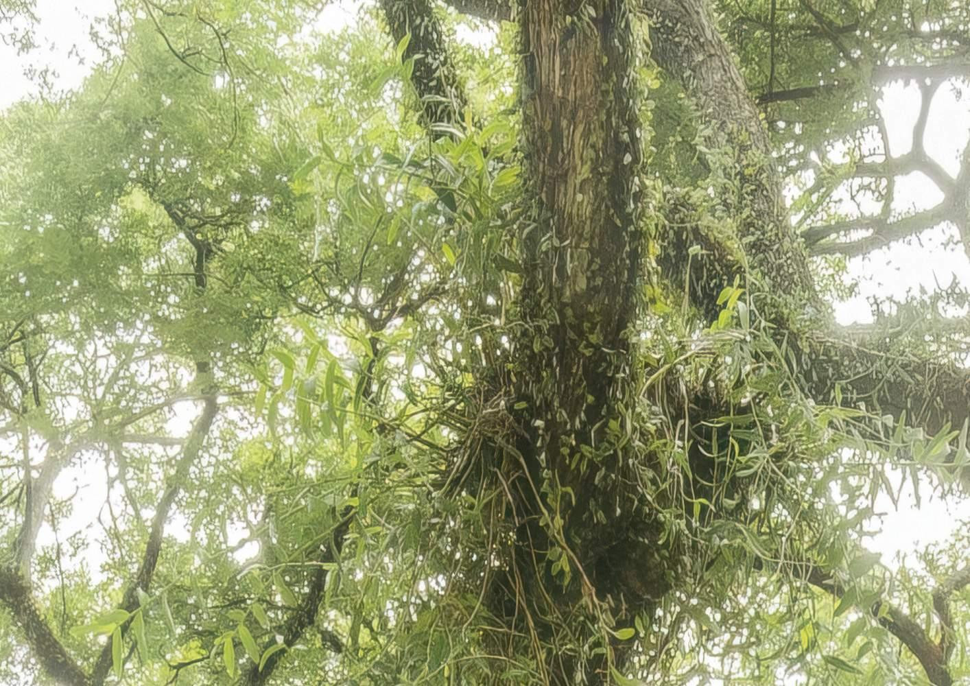 The Jungletree