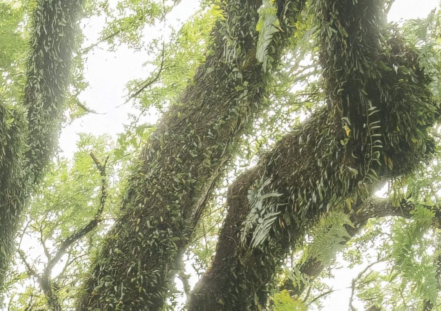 The Jungletree