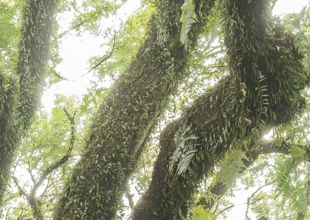The Jungletree