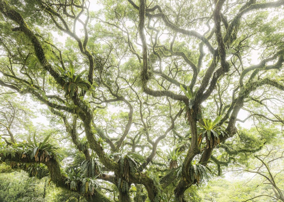 The Jungletree