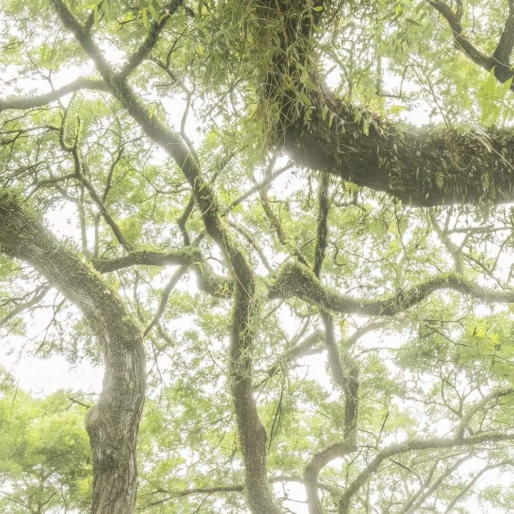 The Jungletree