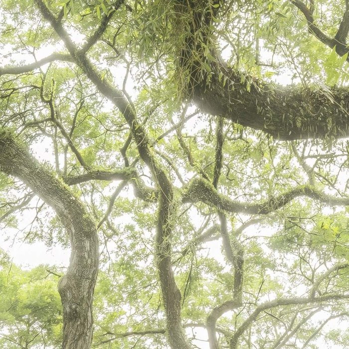 The Jungletree