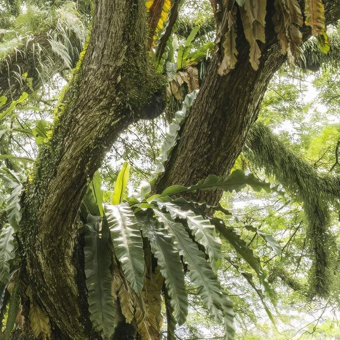 The Jungletree