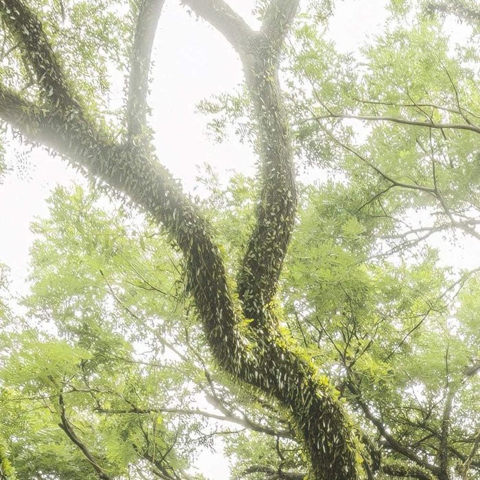 The Jungletree