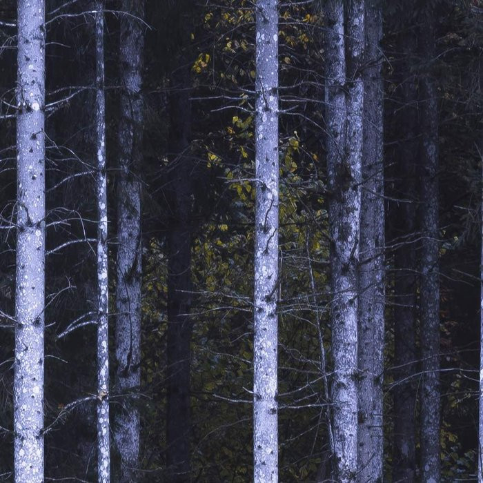 White Sticks