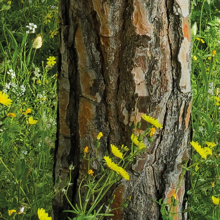 Blütenzauberwald
