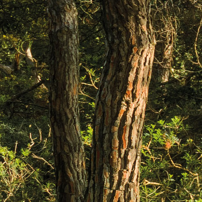 Blütenzauberwald