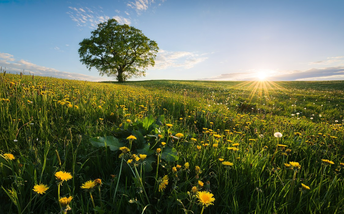 Frühling auf dem Land