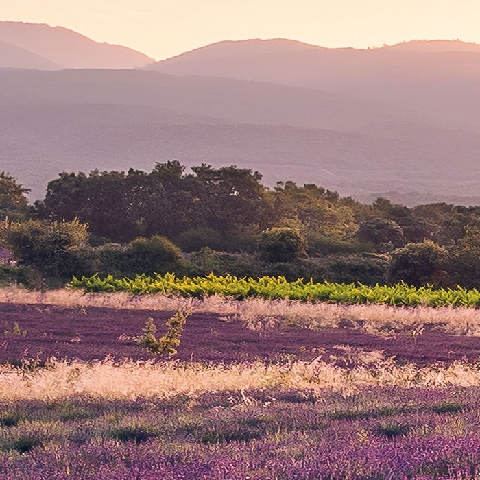 Lavender Dream