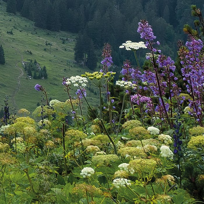 Naturpark Allgäuer Hochalpen
