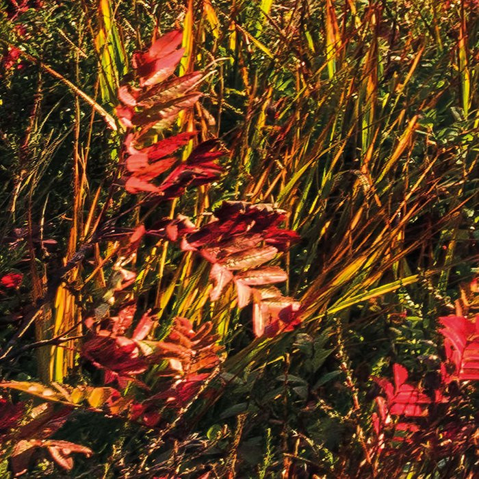 Norwegische Herbstwelten