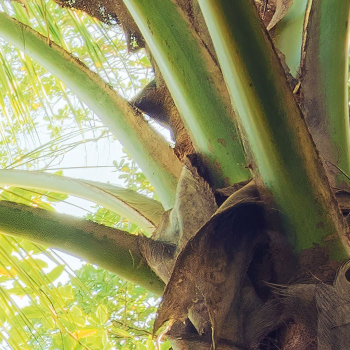 Piratenversteck