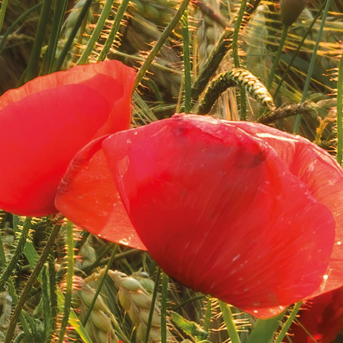 Poppy World I