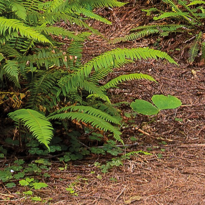 Redwood Trail
