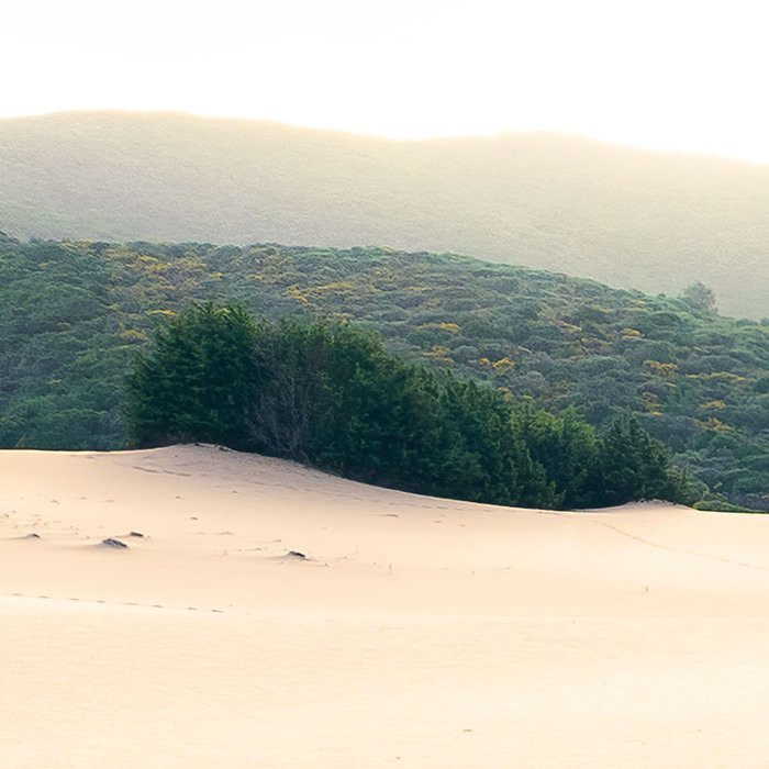 Vivid Dunes